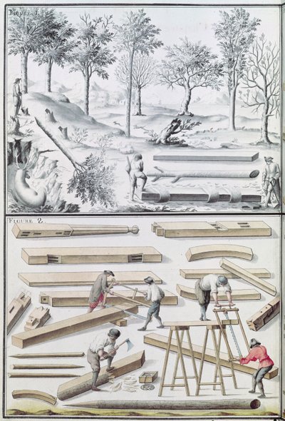 Different Species of Tree and Sawing Logs, from 